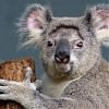 Koalas could be extinct in 30 years